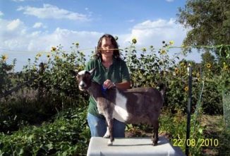 Your Goat’s DNA Could Be the Clincher for Your Goat Pedigree